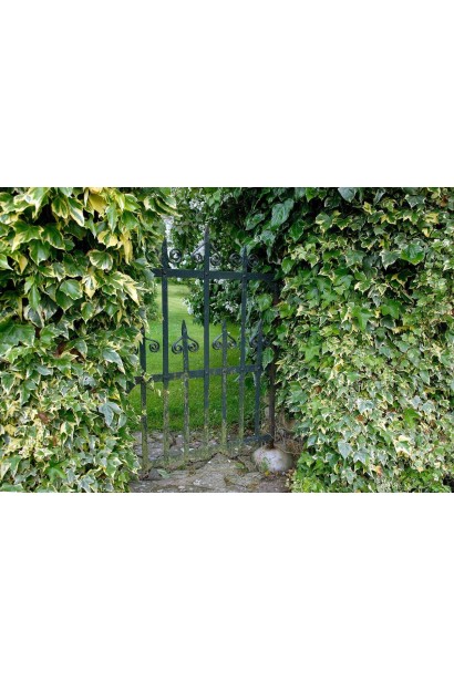 Арка з плюща Голден Чайлд